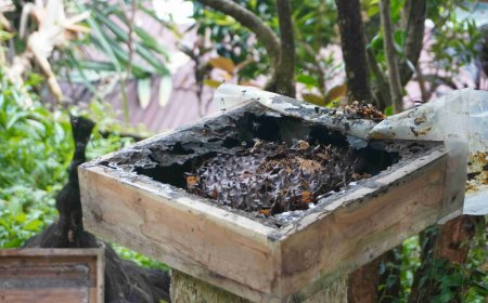 Stingless Bees: Exploring the Potential of Trigona Honey in Mundeh Village