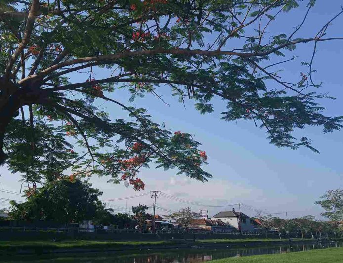 River of Calm: Sungai Taman Pancing sebagai Tempat Healing dan Piknik Alami di Bali