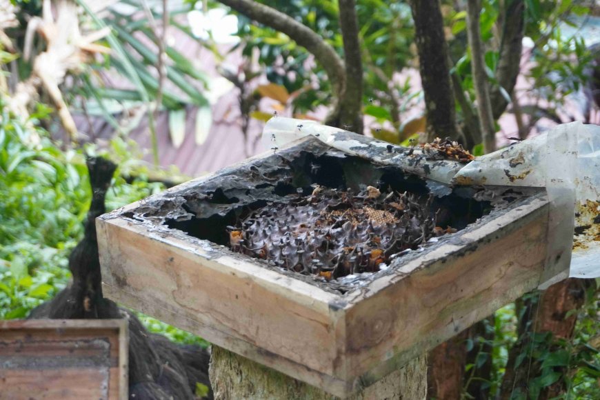 Stingless Bees: Exploring the Potential of Trigona Honey in Mundeh Village