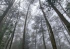 Menyusuri Hutan Pinus Sayong Asri, Wisata Sunyi dengan Nuansa Alami