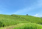 Manik Menuh Ecotourism: Integrating the Aesthetics of Traditional Rice Fields and the Tranquility of Nature in Sesandan Village