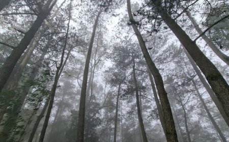 Menyusuri Hutan Pinus Sayong Asri, Wisata Sunyi dengan Nuansa Alami