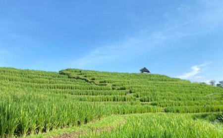 Manik Menuh Ecotourism: Integrating the Aesthetics of Traditional Rice Fields and the Tranquility of Nature in Sesandan Village