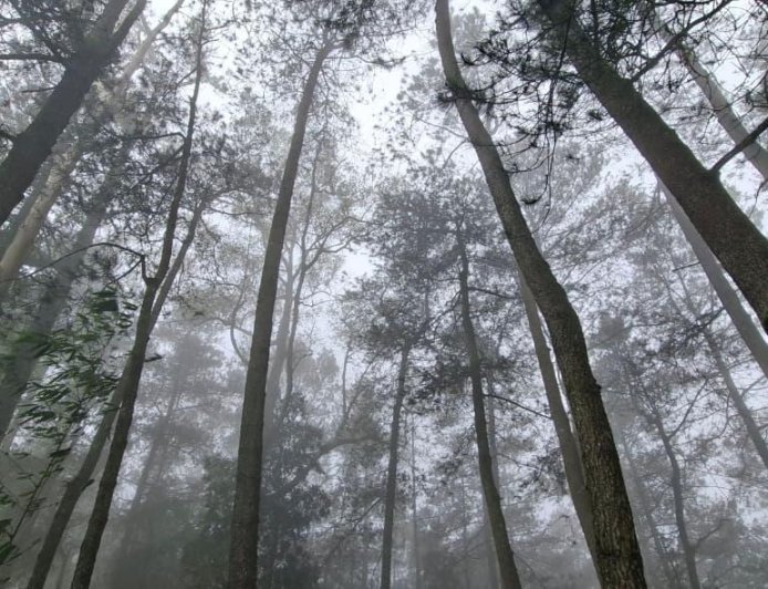 Exploring the Sayong Asri Pine Forest, a Quiet Tourist Attraction with a Natural Atmosphere
