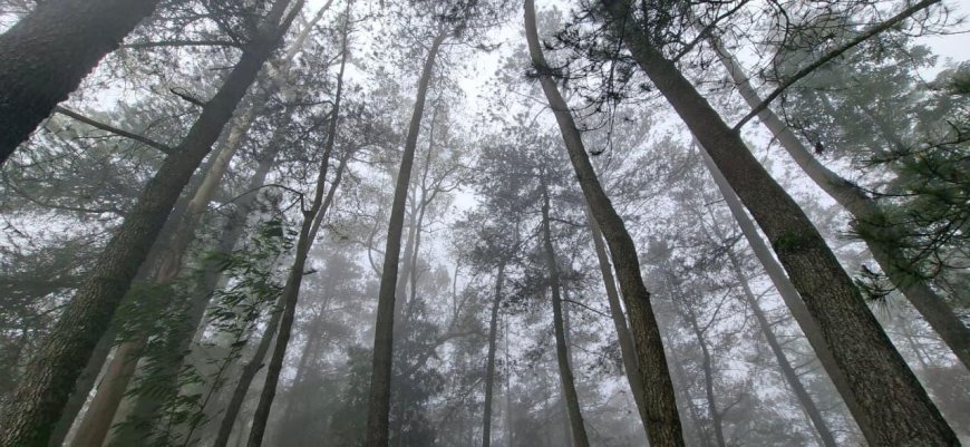 Menyusuri Hutan Pinus Sayong Asri, Wisata Sunyi dengan Nuansa Alami