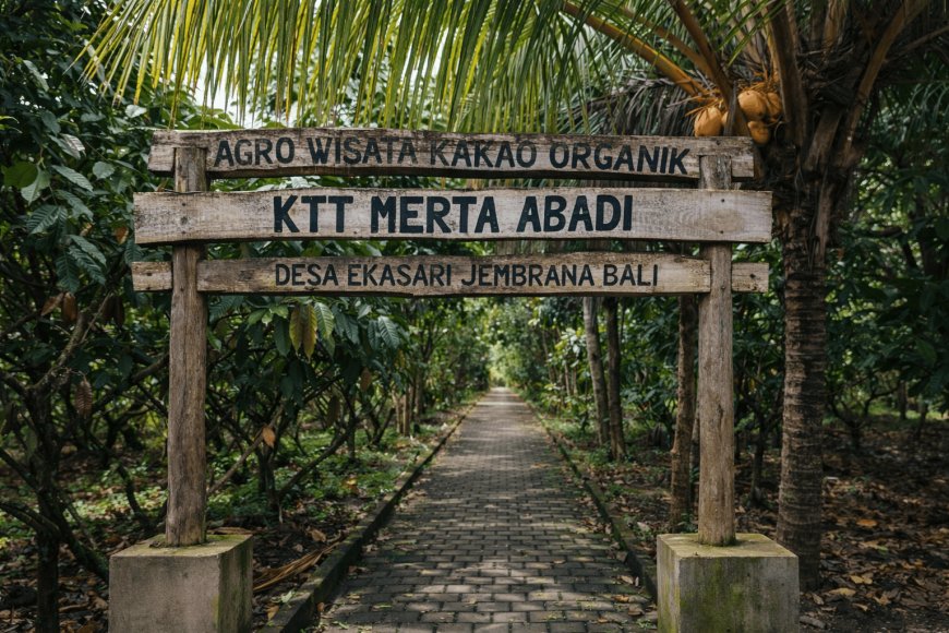 Desa Kakao Jembrana: Surga Tersembunyi di Bali Barat bagi Pecinta Cokelat