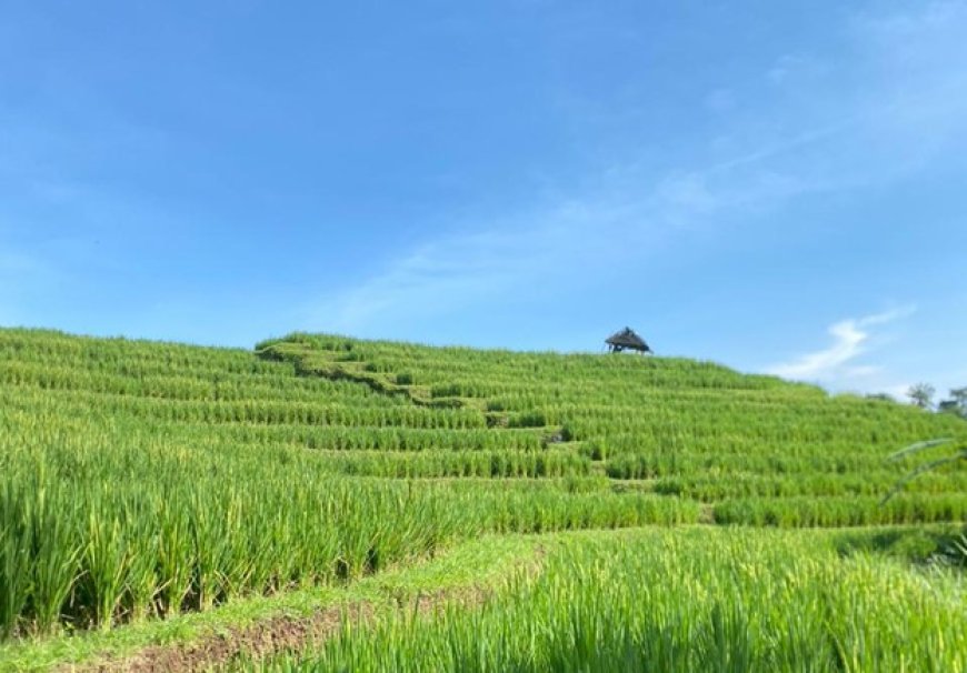 Manik Menuh Ecotourism: Integrating the Aesthetics of Traditional Rice Fields and the Tranquility of Nature in Sesandan Village