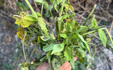 Ajeran: A Wild Plant Used as a Traditional Herbal Remedy for Fever in Usadha Bali