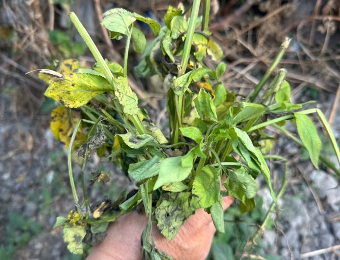Ajeran: A Wild Plant Used as a Traditional Herbal Remedy for Fever in Usadha Bali