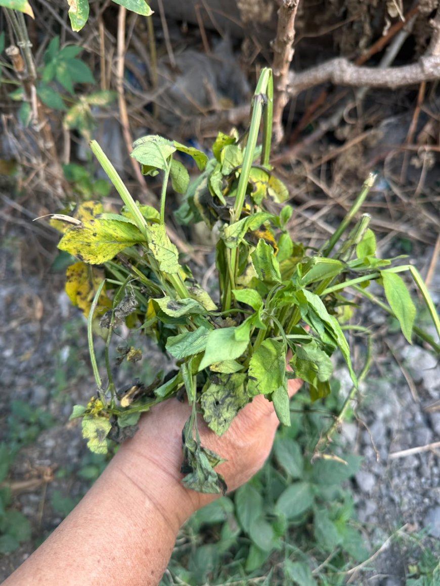 Ajeran: A Wild Plant Used as a Traditional Herbal Remedy for Fever in Usadha Bali