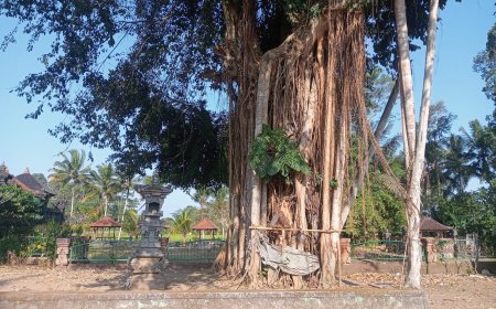 Calm During the Day, Water at the Roots of the Nyelati Tree Is Believed to Float at Night