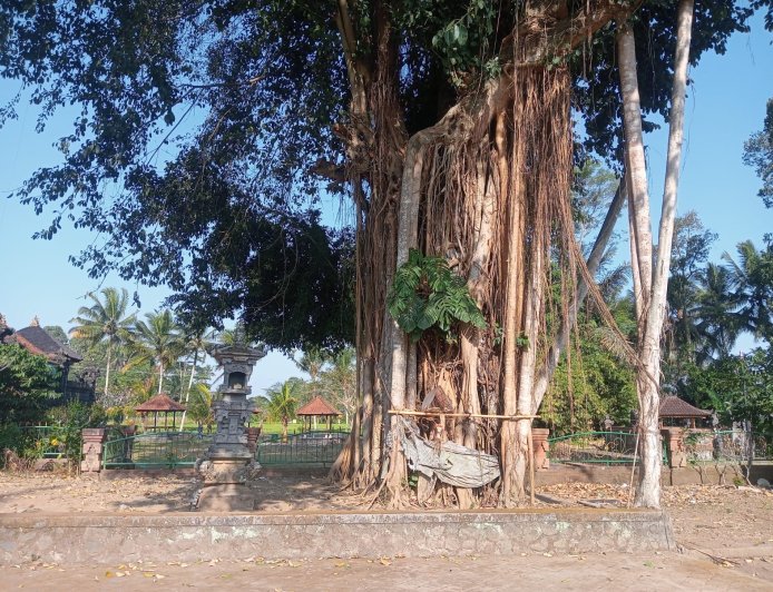 Calm During the Day, Water at the Roots of the Nyelati Tree Is Believed to Float at Night