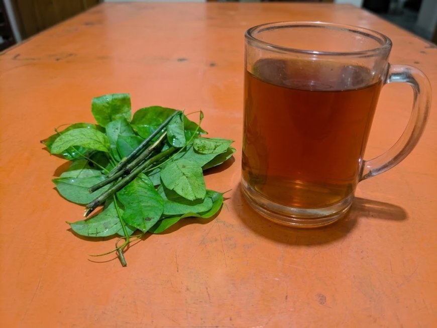 Usadha Santen Wood: A Traditional Balinese Medicine Heritage for Healing Stomach Ulcers