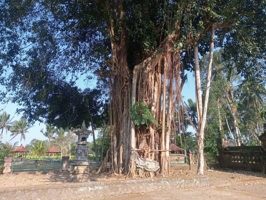 Tenang Saat Siang, Air di Akar Pohon Nyelati Dipercaya Bisa Melayang di Malam Hari
